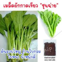 ราคา （คุณภาพสูง เมล็ด）เมล็ดพันธุ์ชุนฉ่าย 1000 เมล็ด เมล็ดผักกาดเขียวชุนฉ่าย ต้นอวบใหญ่ น้ำหนักดี เ/ง่าย ปลูก สวนครัว /ดอก RNM (22408218236)