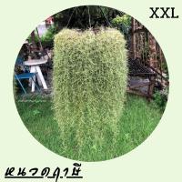 ราคา เคราฤาษี พืชฟอกอากาศ PM2.5 หนวดฤาษี Spanish Moss (10424920348)