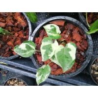 ราคา พลูงาช้าง พลูด่างงาช้าง (10041219932)