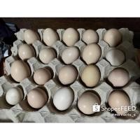 ราคา ไข่ไก่แจ้มีเชื้อคละไซส์ (10186358906)