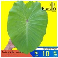ราคา บอน โคโลคาเซียเรดอาย Colocasia Red Eye Gekco ในกระถางขนาด 6-8 นิ้ว #alocasia #Colocasia (14704397159)