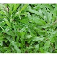 ราคา หญ้ามาเลเซีย/หญ้ามาเลพืชคลุมดิน/หญ้ามาเลย์/ปูสนาม25บาท50​ต้น (10008148628)