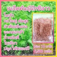 ราคา เมล็ดพันธุ์ผักชีลาว ซอง 10 กรัม 6,500 เมล็ด เมล็ดผักชีลาว ผักชีลาว ผักชีลาวเด้ง ลาวเด้ง (17451719840)