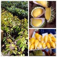 ราคา ต้นทุเรียนนกกระจิบเสียบยอด ขนาดสูง 30-40cm./ 1 ต้น (3346502130)
