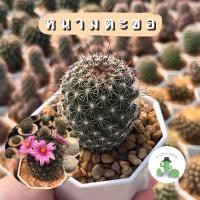 ราคา A Little cactus| แคคตัส กระบองเพชร หนามตะขอ (18792223619)