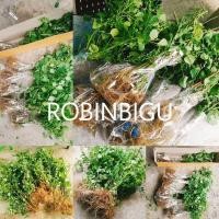 ราคา มาแล้วจ้า ชุดนี้ต้นสวยๆเขียวๆ ตำแยแมว​ 10ต้น/ชุดส่งแบบล้างรากให้น้องแมวได้เคี้ยวกันเพลินๆ (4031633181)