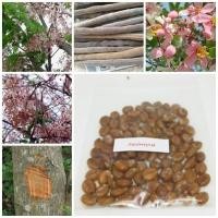 ราคา ลดราคาถูกพิเศษ เมล็ดกัลปพฤกษ์ Wishing Tree ซากุระอีสาน ต้นไม้ประจำจังหวัดขอนแก่น ต้นไม้สารพัดนึก ไม้ล้อม 50 เมล็ด (2676454851)