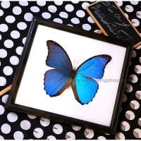ราคา ผีเสื้อจริง สวย ๆ วิบวับ ผีเสื้อสต๊าฟ Morpho สีฟ้าสะท้อนแสงขนาดใหญ่ ของแท้ ผีเสื้อนำเข้าจากอเมริกาใต้ ++ (2664397971)