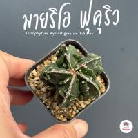 ราคา แอสโตร มายริโอ ฟุคุริว Astrophytum Myriostigma cv. Fukuryu แคคตัส กระบองเพชร cactus&succulent (22761088457)