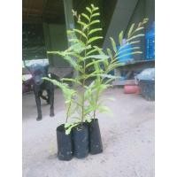 ราคา ต้นมะขามป้อมโบราณเพราะเมล็ดขายเป็นชุด 3 ถุง 100 (9064633224)