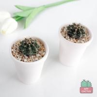 ราคา กระถาง เซรามิก ดินเผา ทรงสูง 2.5 นิ้ว สีธรรมชาติ เซรามิค กระถางแคคตัส กระบองเพชร กระถางต้นไม้ สไตส์มินิมอล สไตล์โมเดิร์น (10703497304)