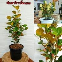 ราคา #ต้นสาริกาลิ้นทอง ไม้ประดับตบแต่งใบสวยงาม (5047983845)