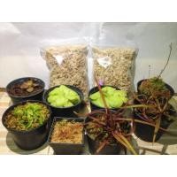 ราคา สแฟกนั่มมอส พร้อมใช้ (#sphagnum moss) เกรดพรีเมียม #พืชกินแมลง #กล้วยไม้ (6356839606)