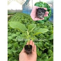 ราคา มะเขือเปราะหยาดทิพย์ ศรแดง (6478672079)