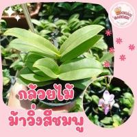 ราคา กล้วยไม้ม้าวิ่งสีชมพู กล้วยไม้ป่าเพาะเนื้อเยื่อ ออกดอกตลอดปี (25317067804)