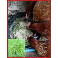 ราคา แหนแดงสด แหนแดงพันธุ์เกษตร ต้นใหญ่ 3 ขีด ขยายเร็ว โปรตีนไนโตรเจนสูง แม่พันธุ์แหนแดงคัดพิเศษ รับประกัน ตายส่งให้ใหม่ (5452409092)