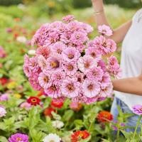 ราคา 100 เมล็ด ดอกบานชื่น บานชื่นหนู บานชื่นฝรั่ง กระดุม ดอกเล็ก Zinnia Seeds ดอกสีชมพู (40622790465)