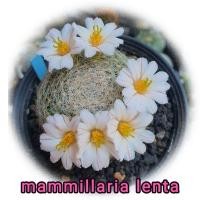 ราคา แมมเลนตา Mammillaria lenta แคคตัส ไม้ชำหน่อ หนามสวย ในกระถาง 2 นิ้ว (19581206237)