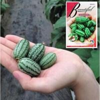 ราคา 5เมล็ด เมล็ดพันธุ์แตงโมจิ๋ว แตงโมแคระ (5028171292)