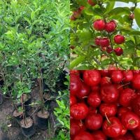 ราคา ต้นเชอรี่ไทย(เชอรี่หวาน) (27003352066)