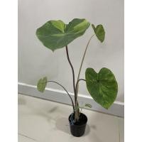 ราคา Colocasia lemon lime Gecko (11244583918)