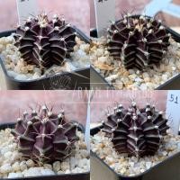 ราคา ยิมโนไม้เมล็ด /บั้งชัด ผิวม่วง มีเชื้อด่าง (6364167331)