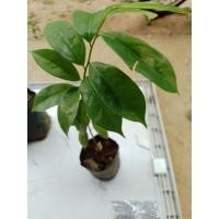 ราคา ต้นทุเรียนเทศ หรือทุเรียนน้ำ 3 ต้น (25867033654)