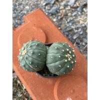 ราคา แอสโตรนูดัม แฝด 9&10 พู /Astrophytum Nudum double head (42254604699)