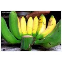 ราคา หน่อพันธุ์กล้วยนางพญา (4166642196)