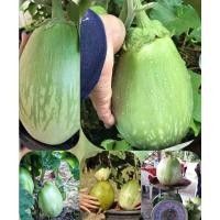 ราคา เมล็ดพันธุ์มะเขือเปราะยักษ์ ภูพาน ลูกใหญ่ที่สุดในไทย (27013685473)