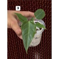 ราคา Anthurium Veitchii (king) คิง (26377598078)