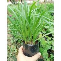 ราคา ต้นผักแป้น,กุยช่าย ผักสวนครัว (28780502077)