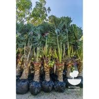 ราคา ต้นมะพร้าวน้ำหอมต้นเตี้ยขุดล้อมติด​ลูก​ (9313896169)