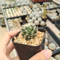 ราคา แมมขนนกเหลือง (Mammillaria schiedeana) ไม้เมล็ด (15561359997)