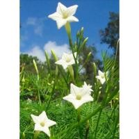 ราคา เมล็ดดาวนายร้อย ขาว /แดง /ชมพู/คละ ชมพูแดง /คละชมพู แดง ขาว 50เมล็ด (5845575811)