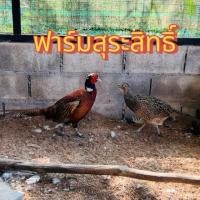 ราคา ไข่เชื้อไก่ฟ้าคอแหวนแดง (24812431334)