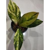 ราคา ต้นเศรษฐีเงินหนาด่างสวยๆ (8877165320)