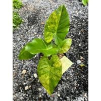 ราคา บอนด่าง “บอนหูช้างด่างเหลือง” ไม้หน่อต้นใหญ่ (20083429233)