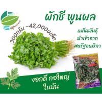 ราคา เมล็ด​พันธุ์​ผักชี ผักชีพูนผล (300 กรัม) ตราปลาทอง (3569656784)