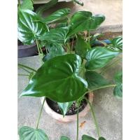 ราคา ว่านนางกวัก ต้นนางกวัก กวักเงินกวักทอง ว่านมงคล ส่งแบบตัดใบครับ (10938604806)