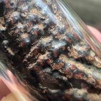 ราคา หนึ่งในเบญจภาคีตะกรุดหนังเสือแห่งสยาม ยุคกลาง ตะกรุดหนังหน้าผากเสือหลวงปู่บุญ วัดกลางบางแก้ว (22472822228)