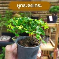 ราคา หููกระจงแคระ สำหรับทำบอนไซ (ฟอร์มสวย) เพรมน่า เชอรี่แคระ หมากเมเปิ้ล ต้นบ๊วยน้ำ ม่วงเจริญ หลินซาน สนดำ เมเปิ้ล ต้นไม้ (21974019815)