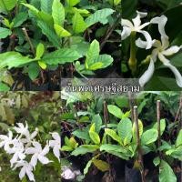 ราคา ต้นพุดเศรษฐีสยาม เป็นไม้พุ่มทรงแน่นทึบ ดอกสีขาว กลิ่นหอมตลอดวัน ออกดอกตลอดปี (43672784854)