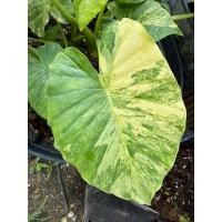 ราคา หูช้างด่างเหลือง บอนหูช้าง (47854472846)