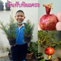 ราคา #ต้นทับทิมแคระ"ไม้มงคล" (8025462766)