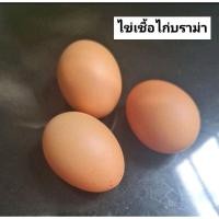 ราคา ไข่เชื้อไก่บราม่าสำหรับฟัก (19043540861)