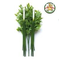 ราคา โมเดล ผักชี 1 ต้น ต้นหอม 2 ต้น ราคา 235 บาท โมเดลต้นหอม โมเดลผักชี ต้นหอมปลอม ผักชีปลอม (7637306776)