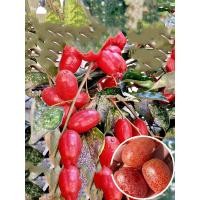 ราคา ต้นกล้าผลไม้นมแพะถูกต่อกิ่งลงในกระถาง และผลไม้สดขนาดใหญ่พิเศษนั้นง่ายต่อการปลูกและดูแลรักษา (28170273074)