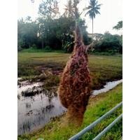 ราคา รังนกกระจาบ ตัวเมีย (12980355432)