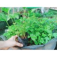 ราคา ต้นจิงจูฉ่าย จิงจูฉ่าย ในถุงดำพร้อมปลูก (27384687910)